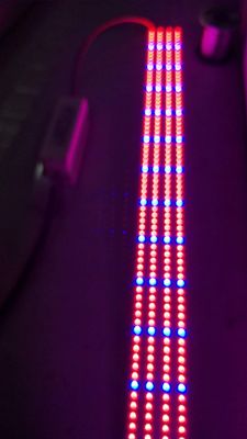 Small Size LED Plant Lights PMMA Lens High Transmittance With Custom Cable Length